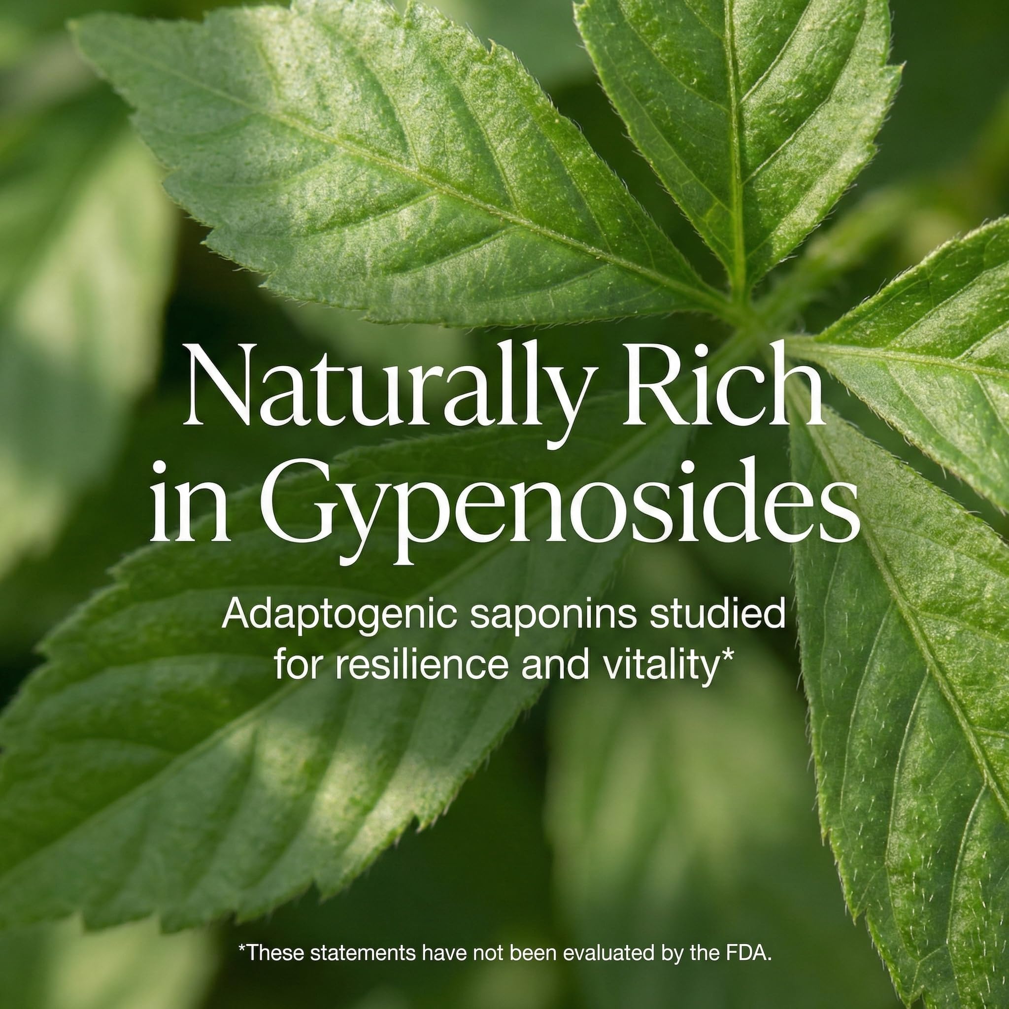 Cosecha silvestre de Gynostemma, producto Addictive Wellness para energía constante.