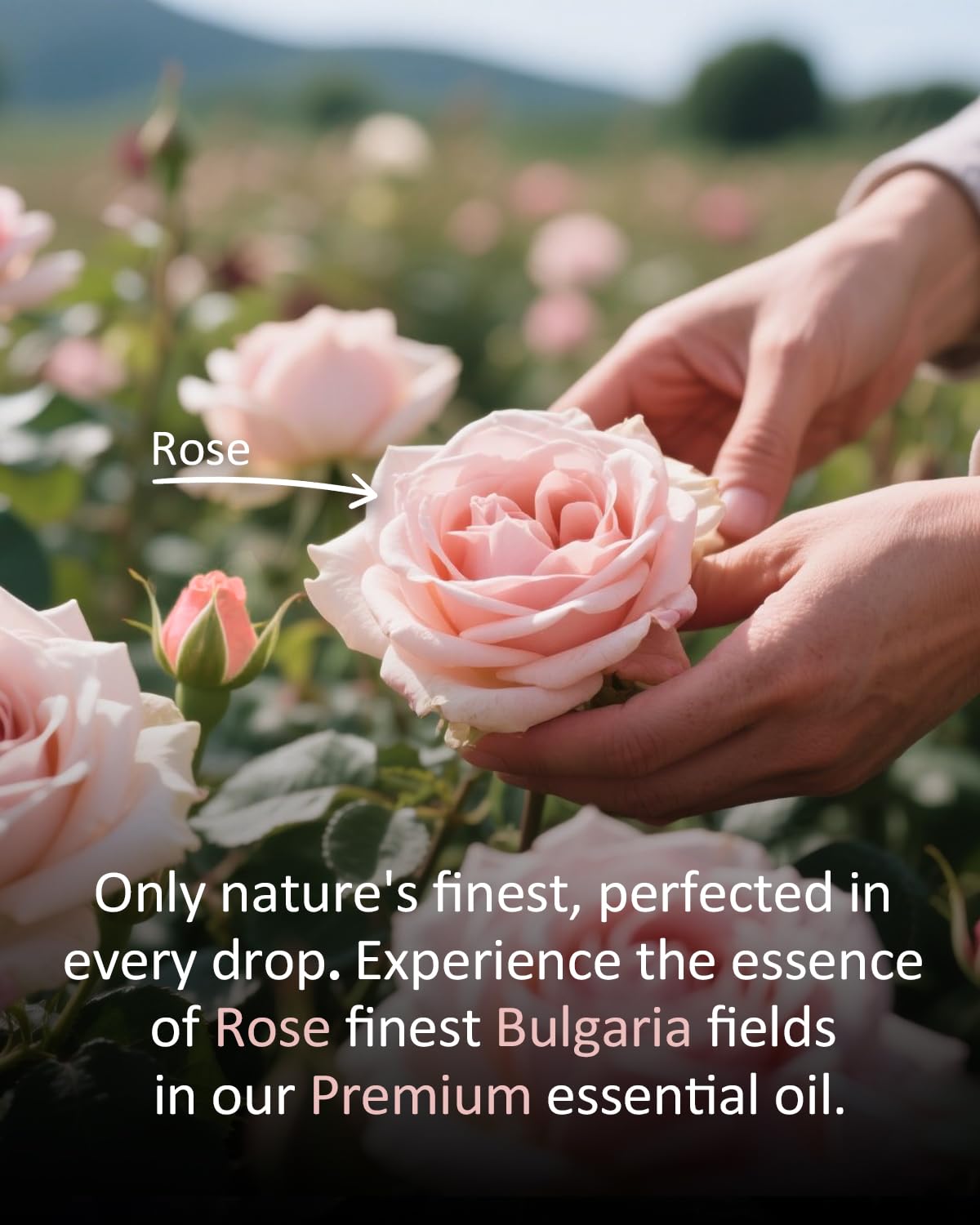 Airoomoil aceite esencial de rosa para jabones caseros