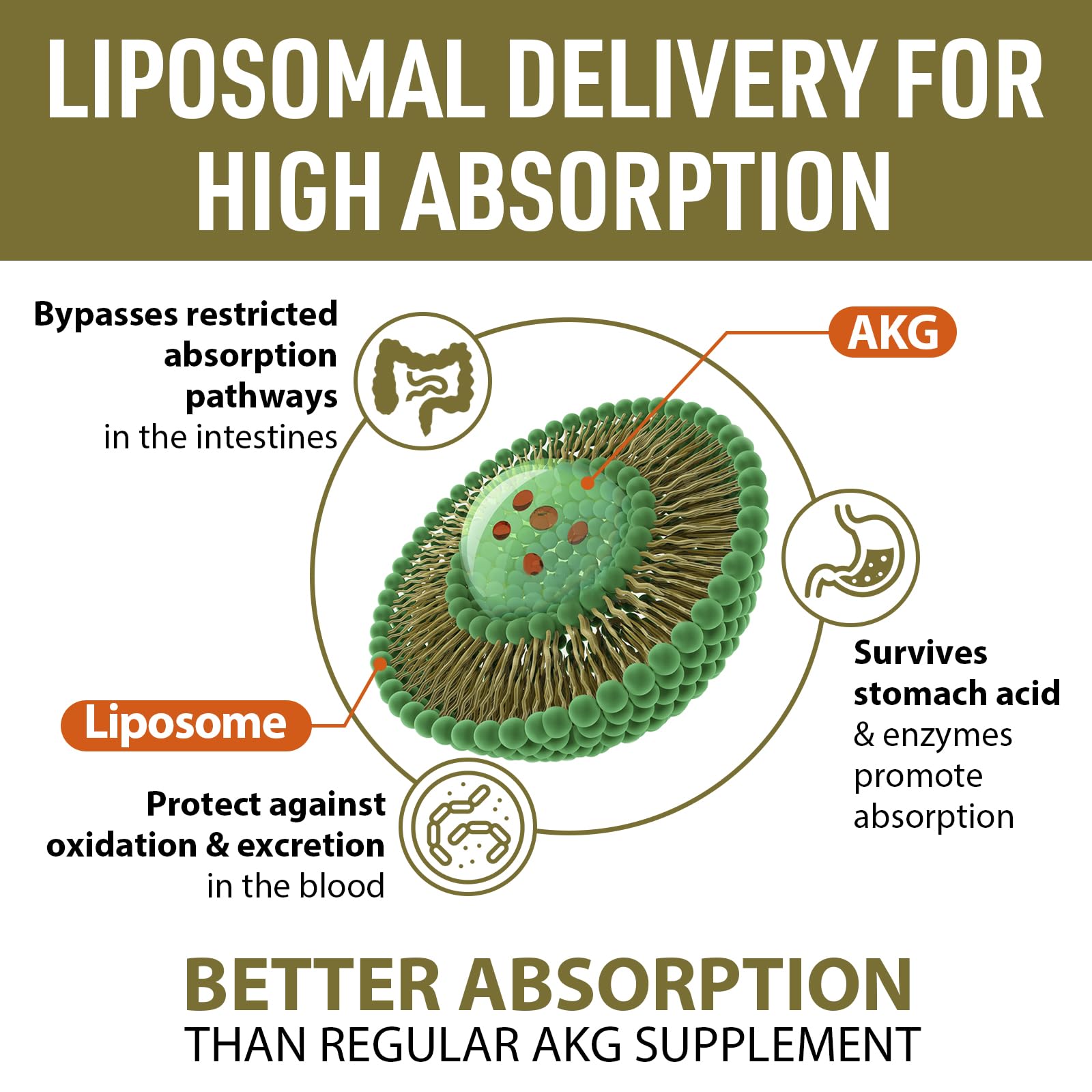 AJAXERRUE Ca AKG liposomales, cápsulas de 1500 mg para mejor biodisponibilidad.