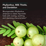 Allergy Research Group Nutricology Phyllantus Complex cardo mariano para apoyo digestivo