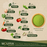 Wolffia AMA GROW en cultivo controlado, opción sostenible y limpia.