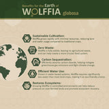 Wolffia seca AMA GROW en mesa, complemento nutritivo diario.