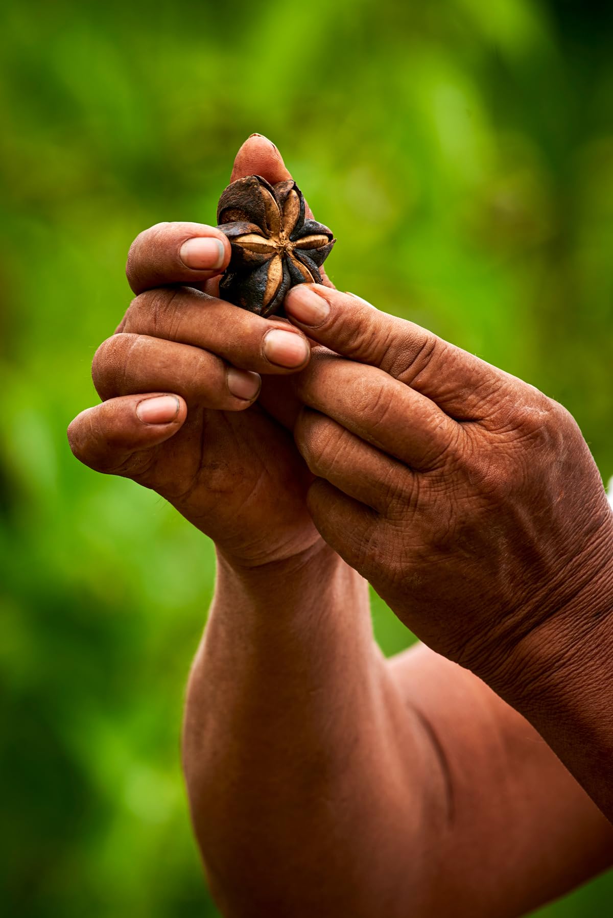 Proceso de prensado en frío: aceite virgen de Sacha Inchi puro de Amazon Andes