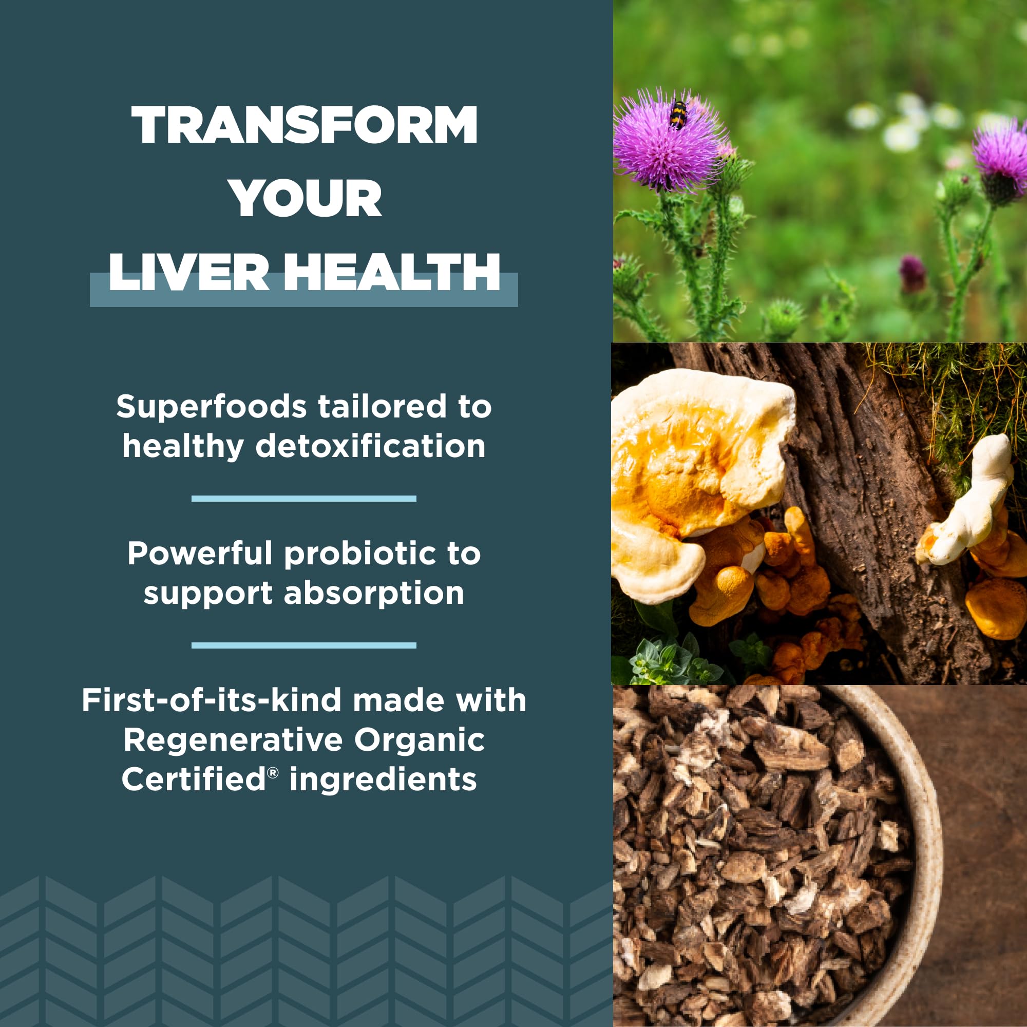 Ancient Nutrition Liver Cleanse cardo mariano, ingrediente clave de la mezcla