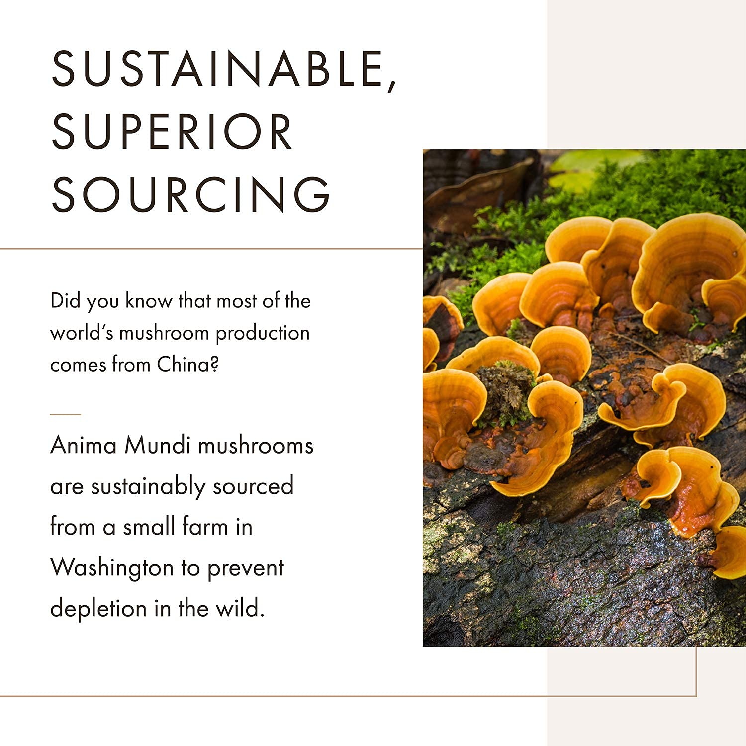 Té con chaga de Anima Mundi Apothecary para infusiones reconfortantes