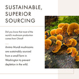 Té con chaga de Anima Mundi Apothecary para infusiones reconfortantes