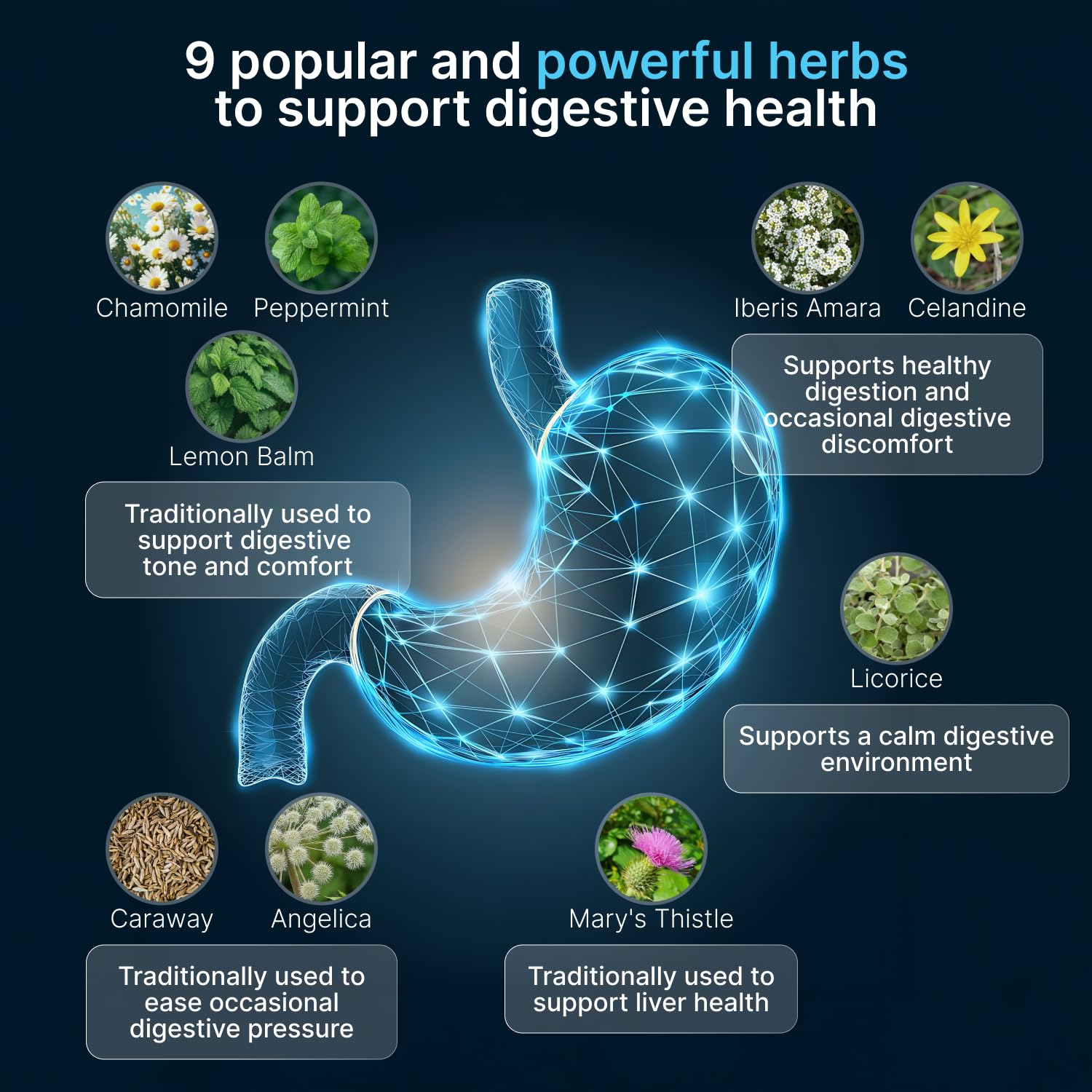 AUTHENTA IBShield, mezcla-hierbas-nueve: ingredientes naturales para equilibrio digestivo