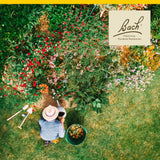 Bach Hornbeam dos-gotas, uso sublingual cómodo.