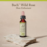 Bach Wild Rose: listo para usar para momentos de claridad emocional.