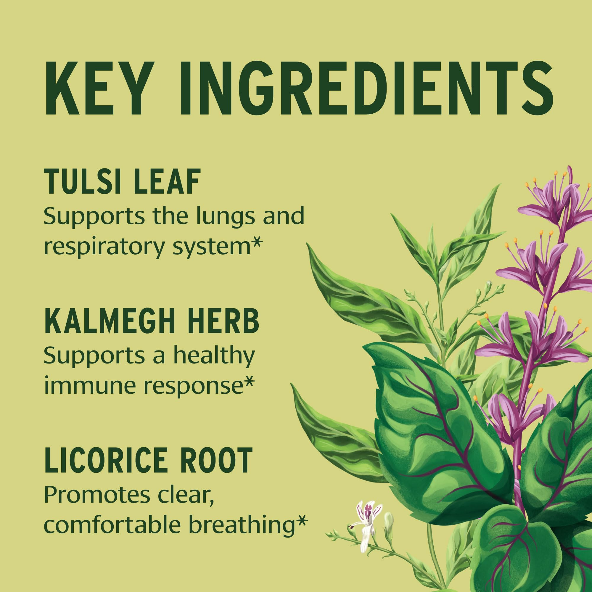 Ingrediente cúrcuma en Immune Strong para un perfil herbal balanceado
