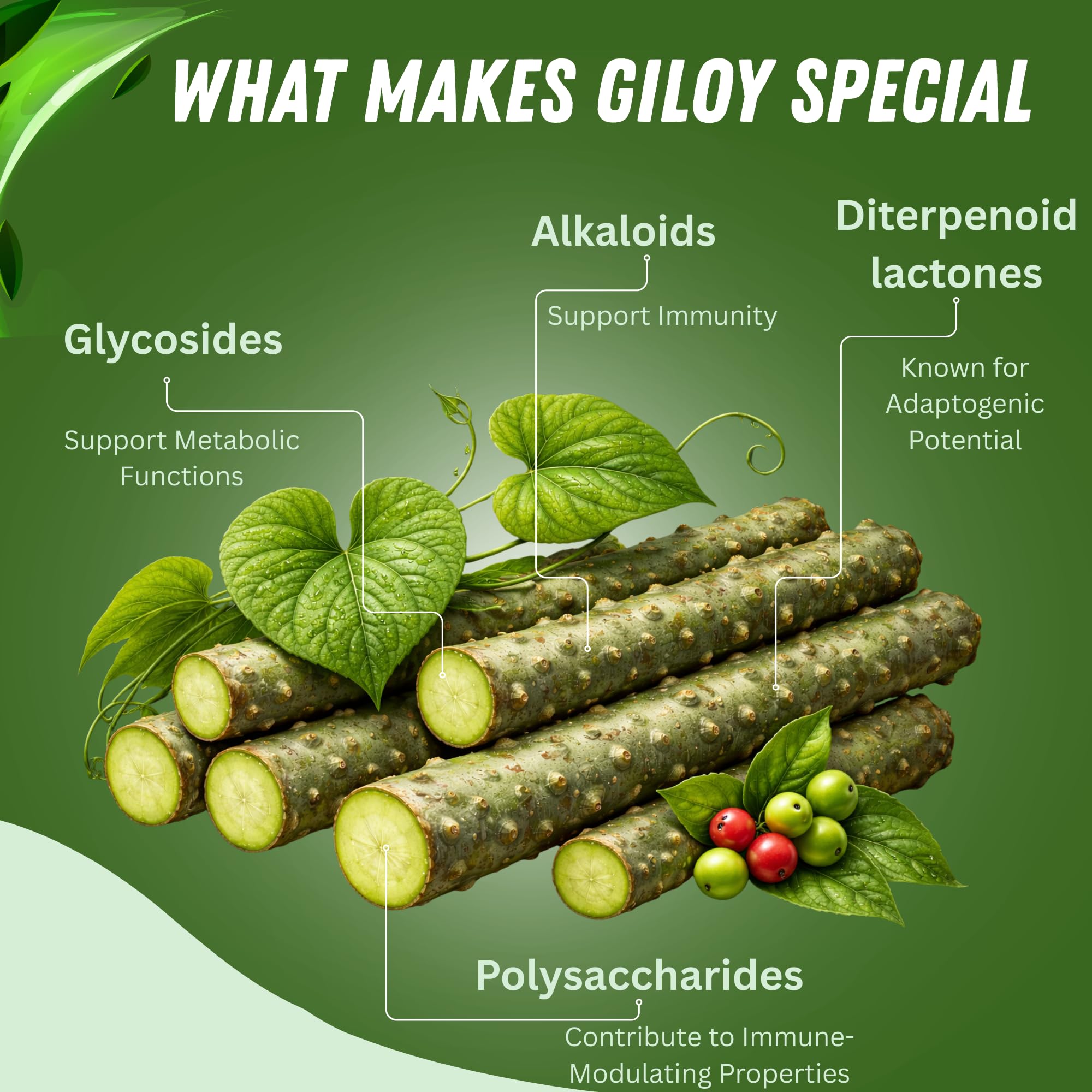 Giloy Powder se disuelve fácilmente en agua tibia para infusiones