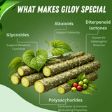 Giloy Powder se disuelve fácilmente en agua tibia para infusiones