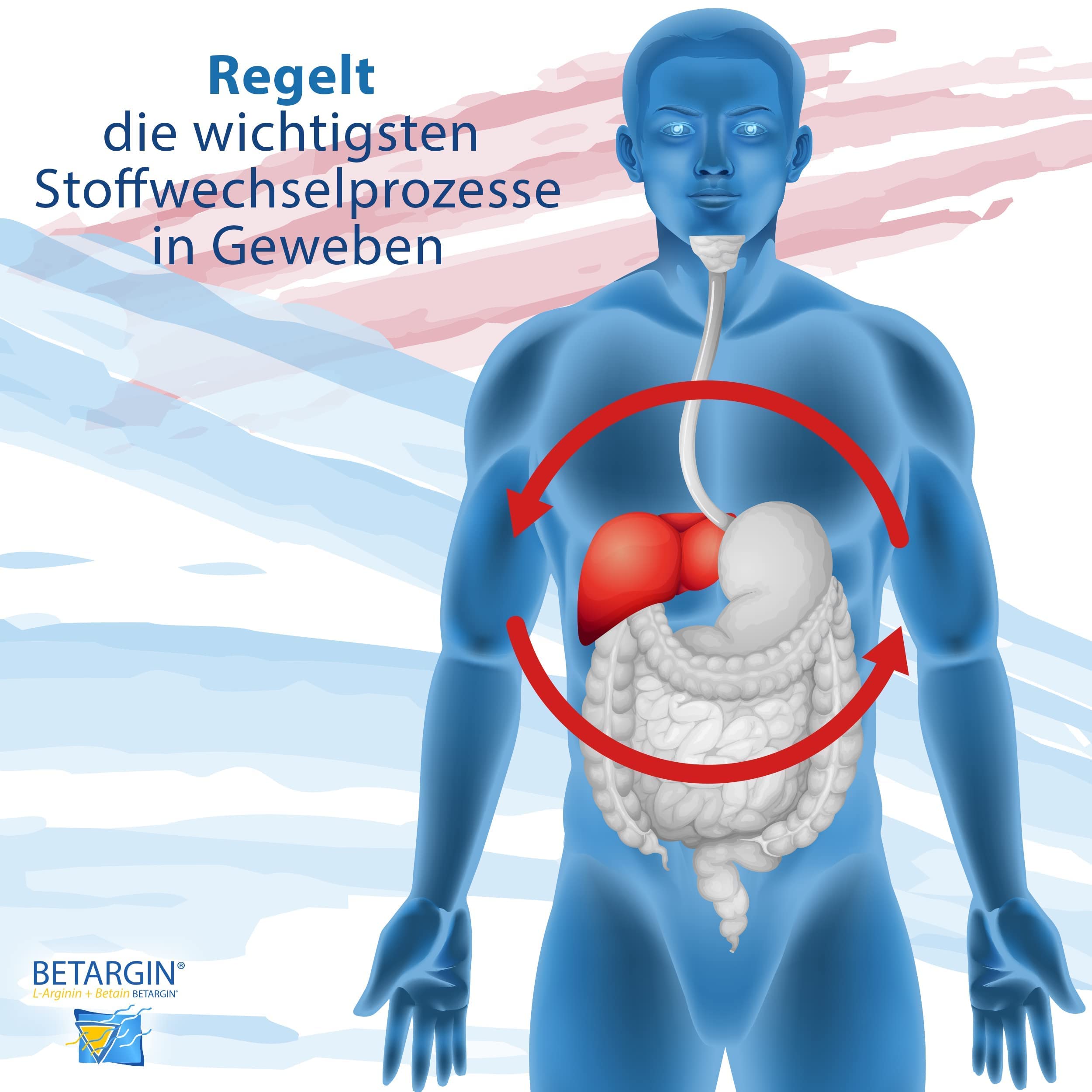Betargin Desintoxicación Hepática: ingredientes clave arginina y betaina para balance metabólico