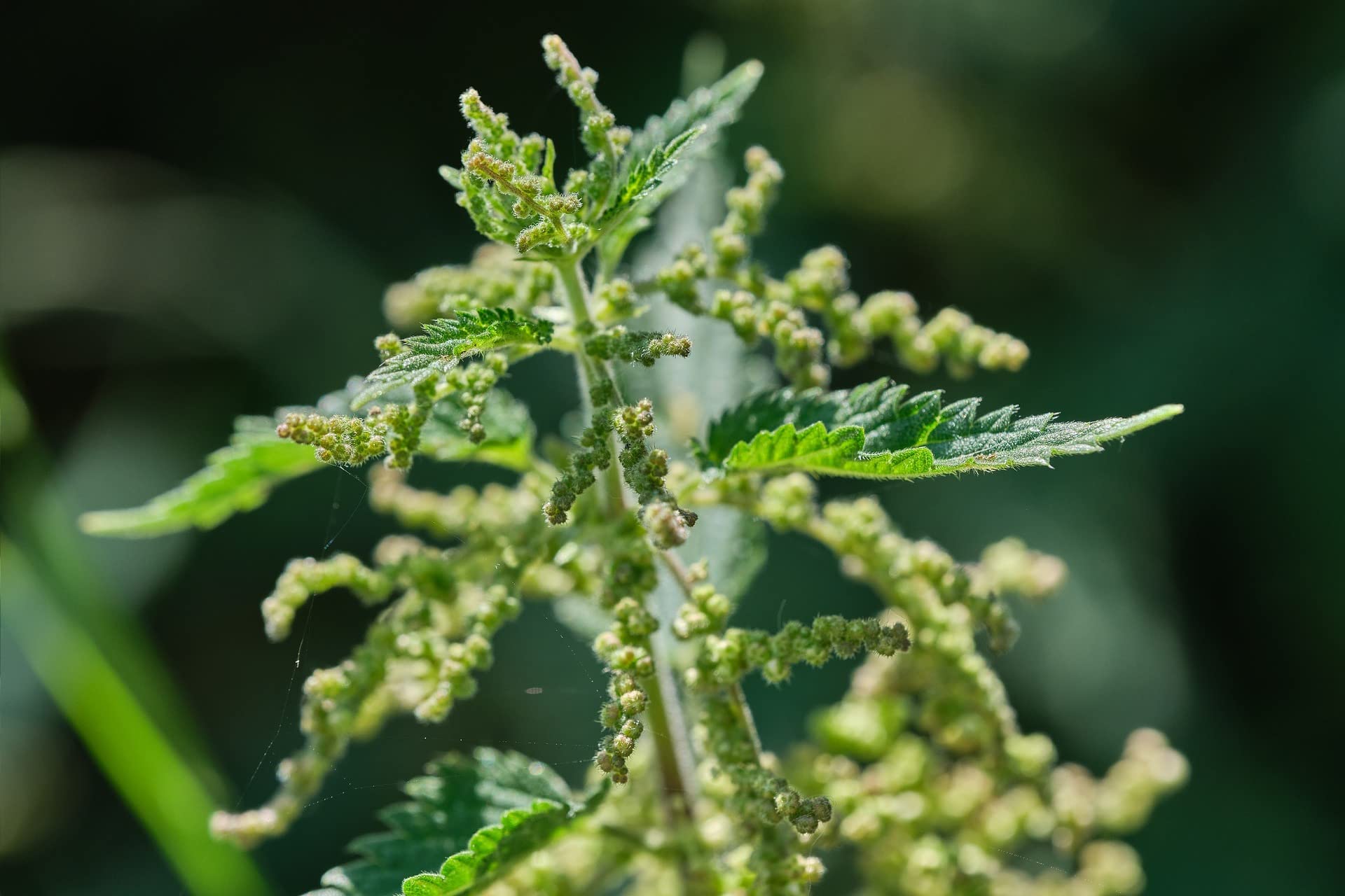 Bluechai Semillas de Ortiga sobre ensaladas aportando textura y proteína vegetal.
