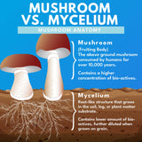 Caja de Bold Botanica Mushroom Supreme7 con sello de sostenibilidad.