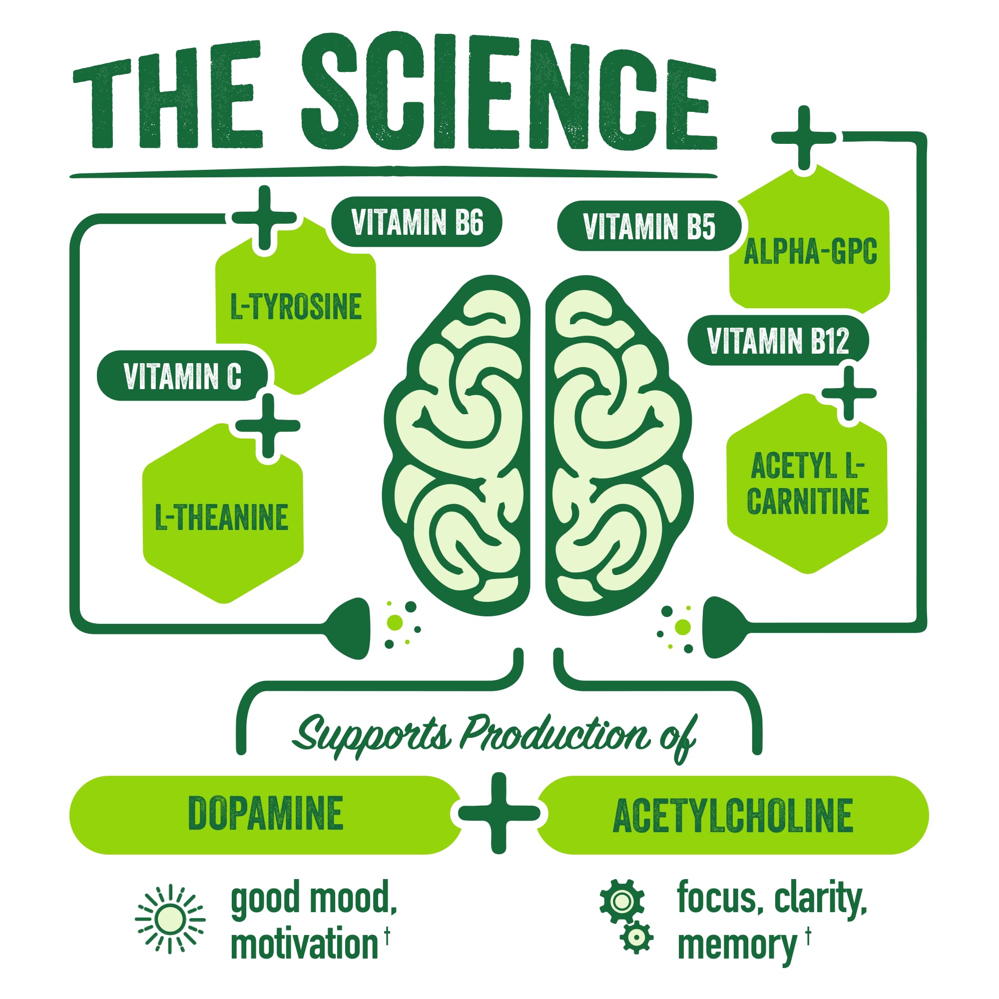 Vitaminas B5, B6 y B12 en BrainJuice para vitalidad mental.
