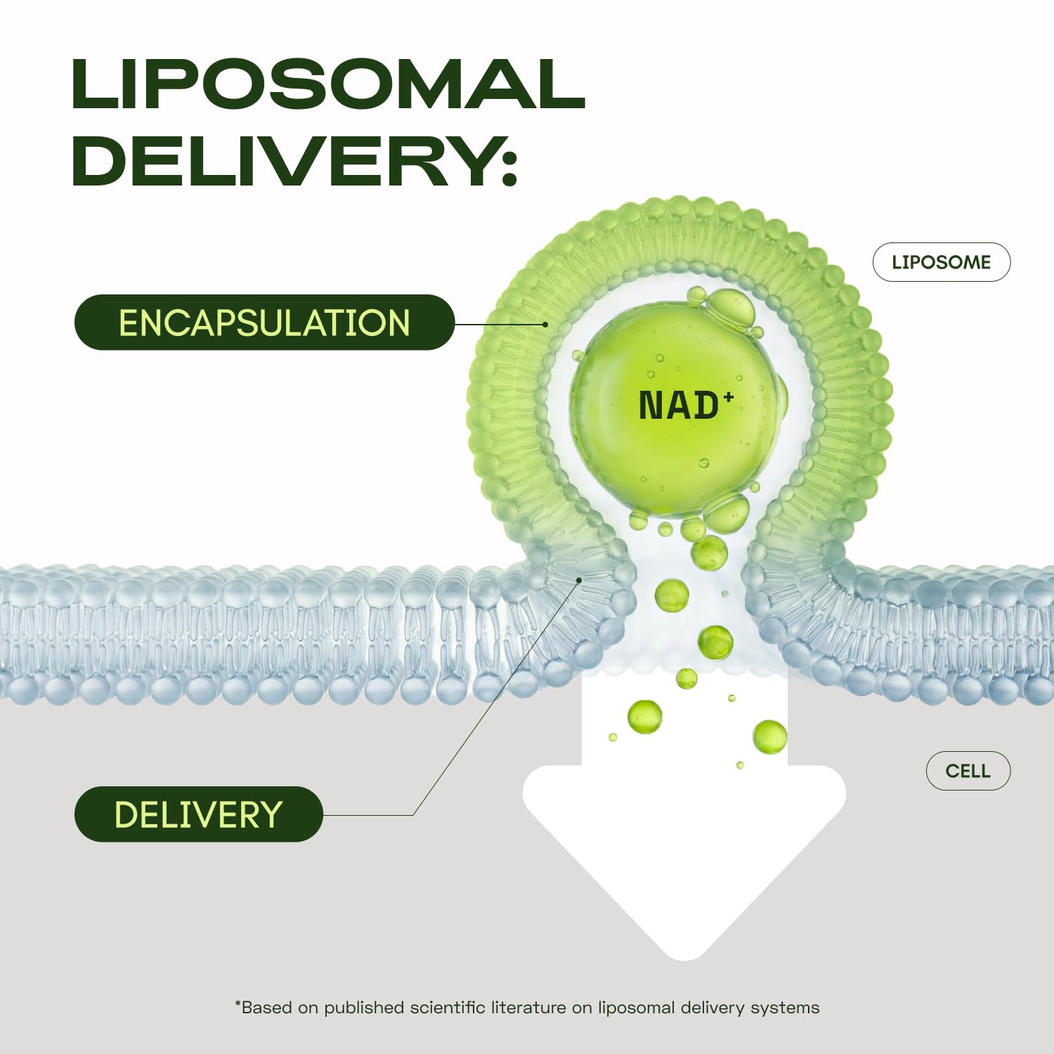 Caja del producto Cata-Kor Liposomal NAD, facilita la inclusión diaria