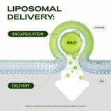 Caja del producto Cata-Kor Liposomal NAD, facilita la inclusión diaria