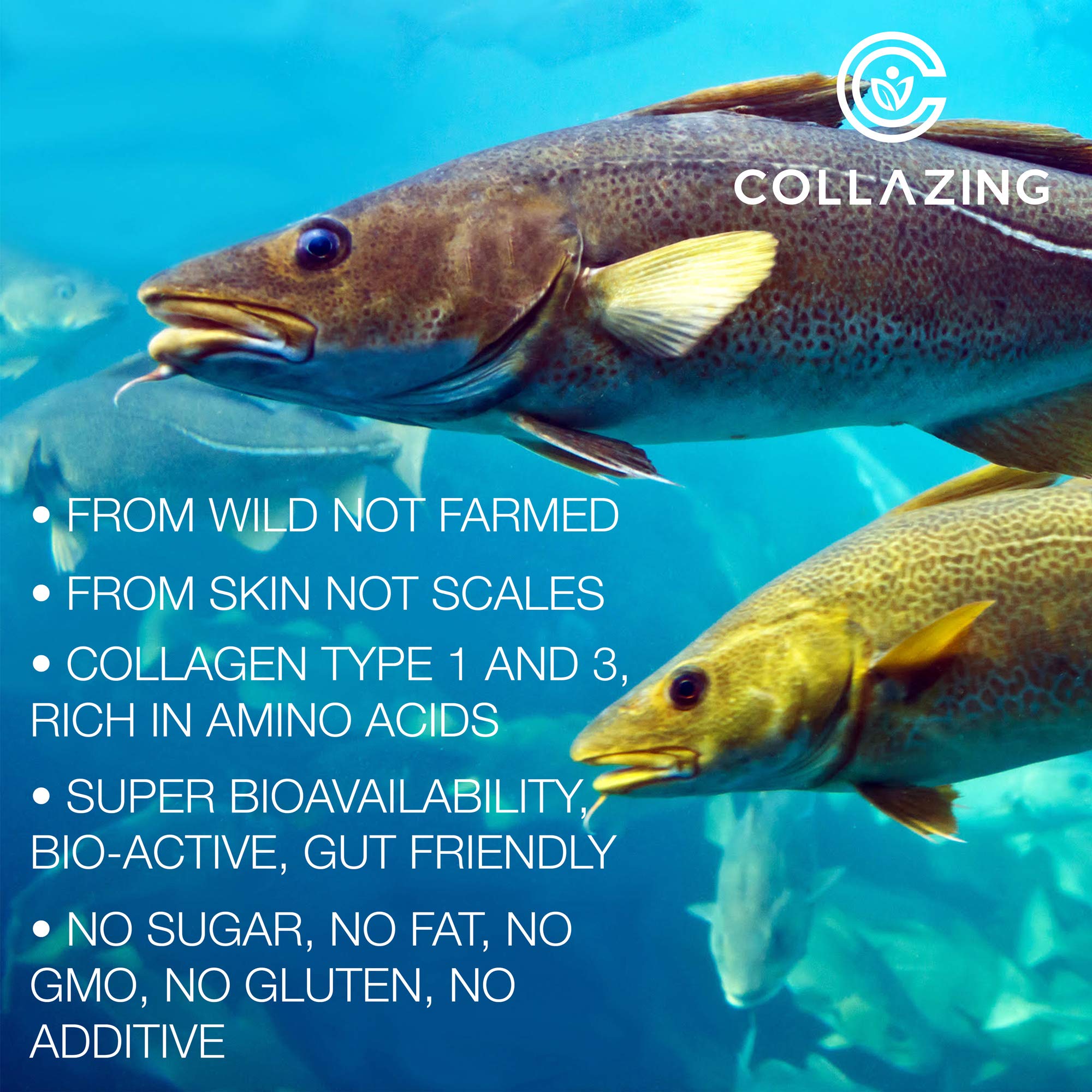 C COLLAZING aminoácidos clave glicina y prolina para síntesis de colágeno