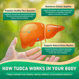 CFILIHTC TUDCA ingredientes clave: ALA, NAC y glutatión.