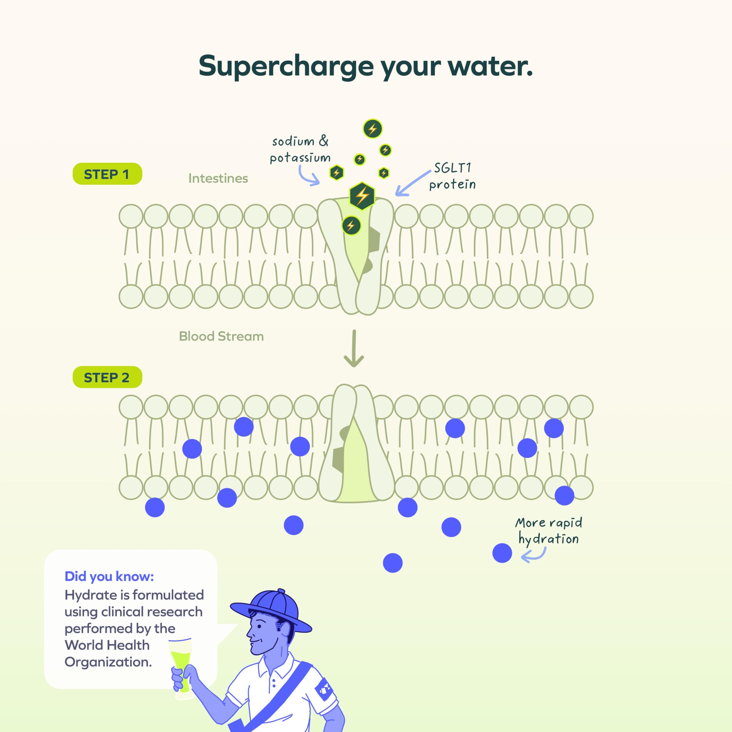 Cheers Hydrate, electrolitos de sodio y potasio para apoyar la hidratación diaria.