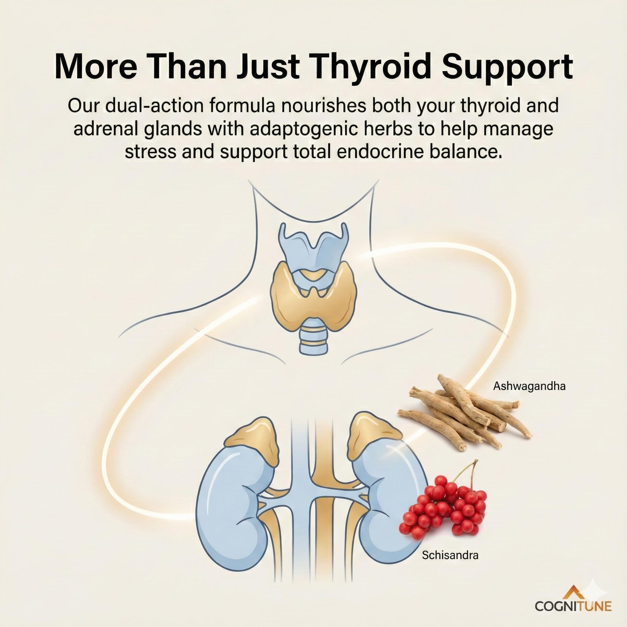 CogniTune Thyroid: dosis diaria para energía sostenida y claridad.
