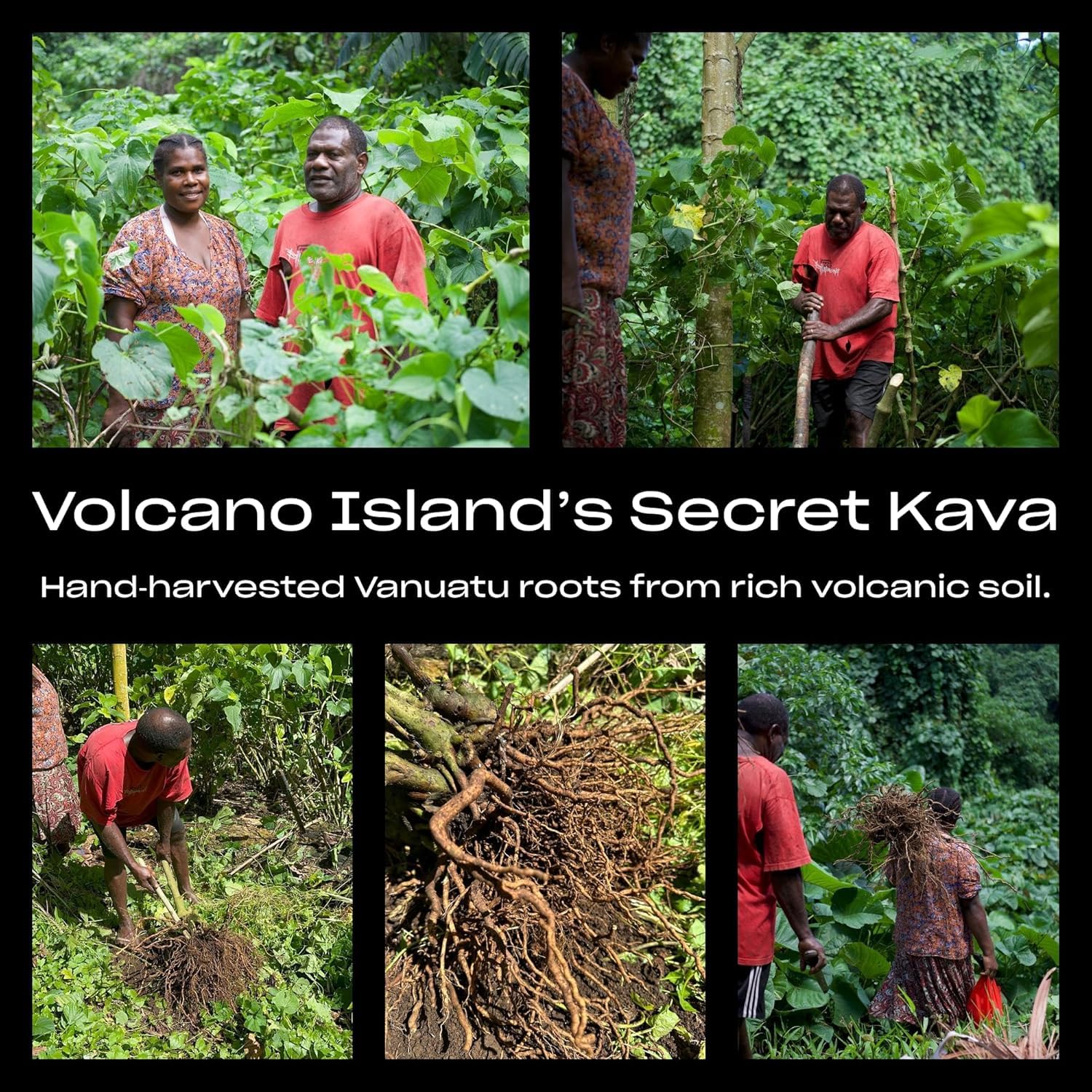 Coral Sea Kava Kelai, ingrediente noble kava, experiencia suave y sin fibras.