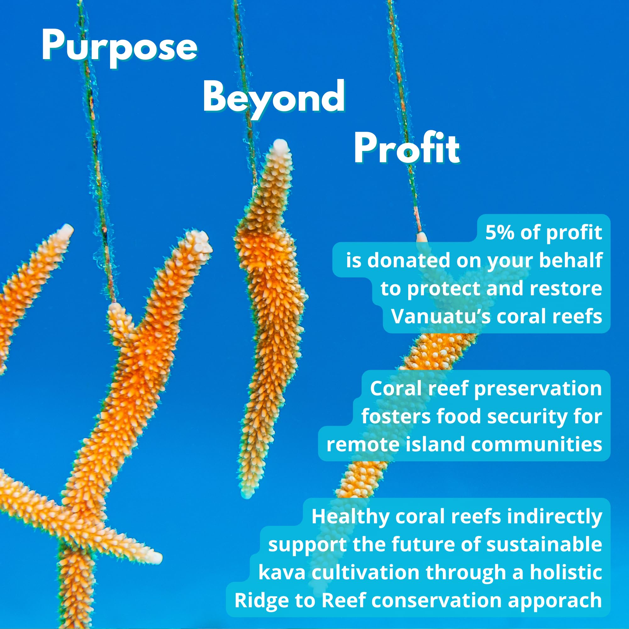 Coral Sea Kava Kelai, origen isla Vanuatu, apoya agricultores locales.
