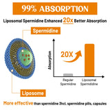 CORPORALIGHT Spermidina 30mg, germen de trigo fermentado como fuente natural.