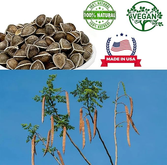 DABC OAK LAND: origen India, moringa con fibra dietética para la digestión.