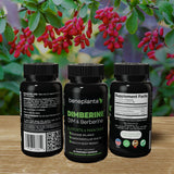 Dimberine: ingredientes clave de alta pureza para DIM y berberina.