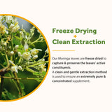 Doctor's Recipes Moringa: mezcla verde de superalimento para bienestar general.