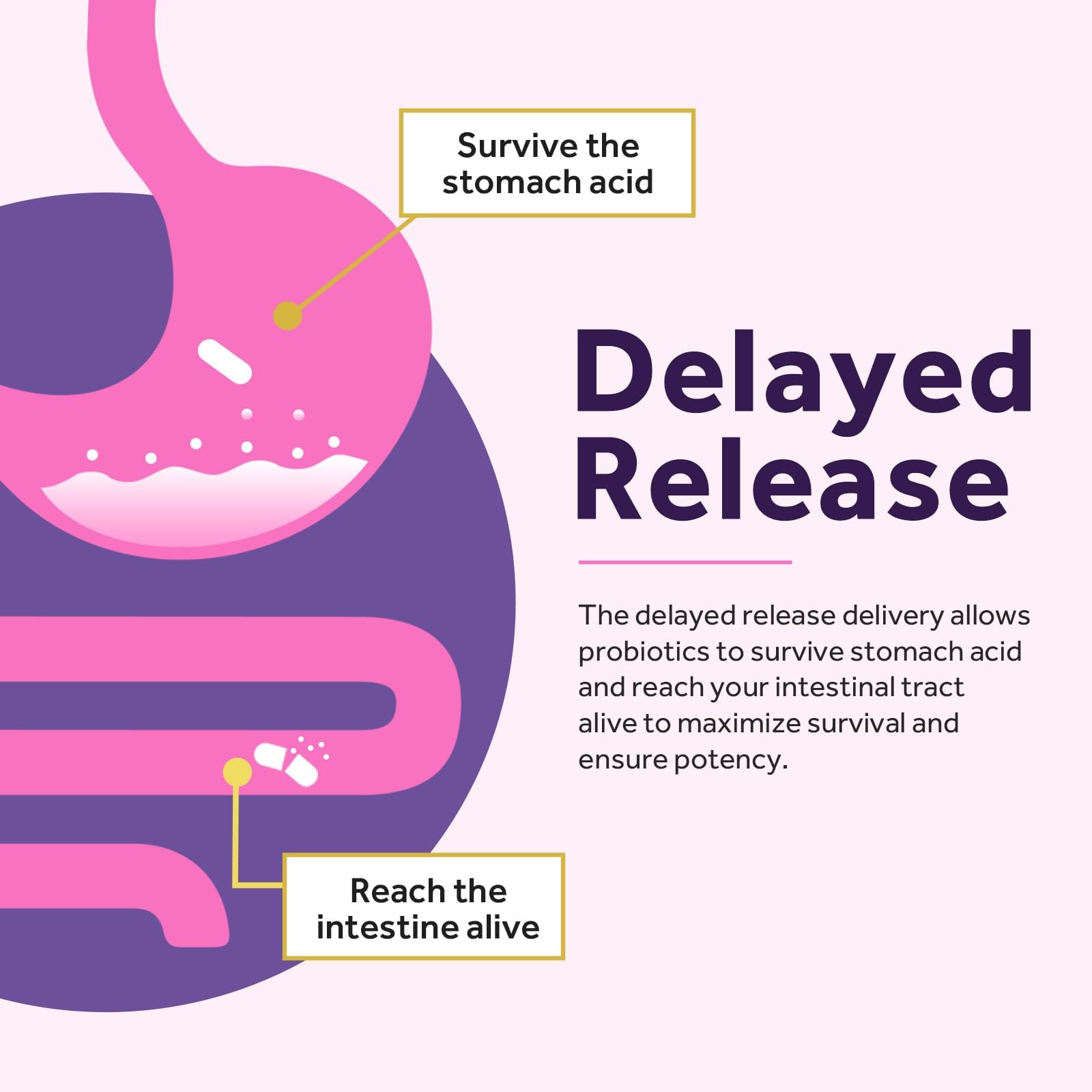Doctor's Recipes probiótico para mujer ayuda al equilibrio intestinal diario