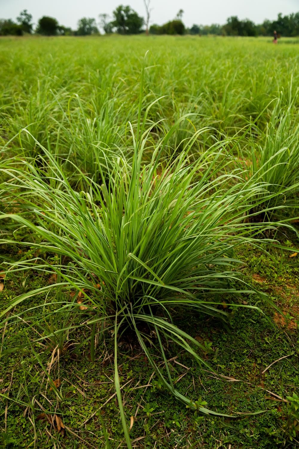 doTERRA Lemongrass se mezcla con aceite portador para un masaje suave.