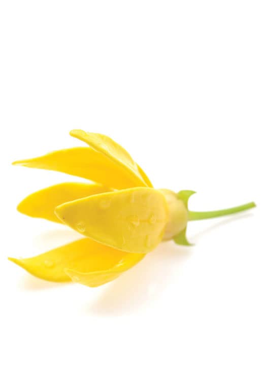 doTERRA Ylang Ylang: difusor para aromaterapia que eleva el ambiente.