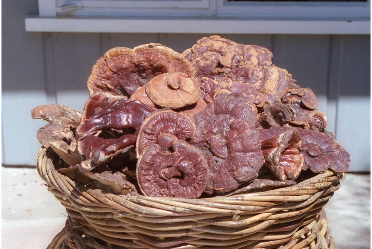 Dragon Herbs Reishi Drops, presentación natural, ideal para rituales de armonía diaria.