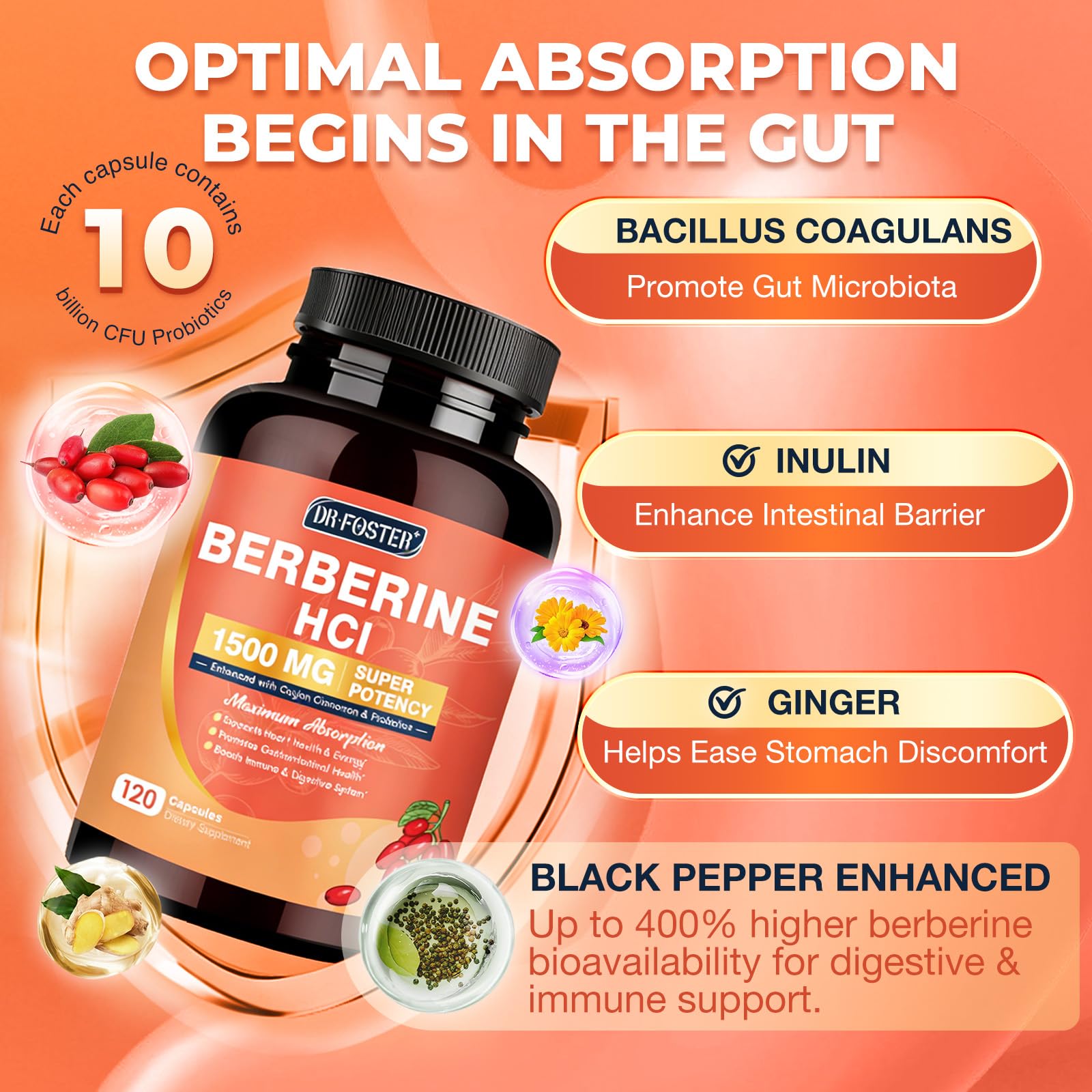 DRFOSTER Berberina HCL, cápsulas dosis, ingesta suave para soporte intestinal.