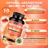 DRFOSTER Berberina HCL, cápsulas dosis, ingesta suave para soporte intestinal.