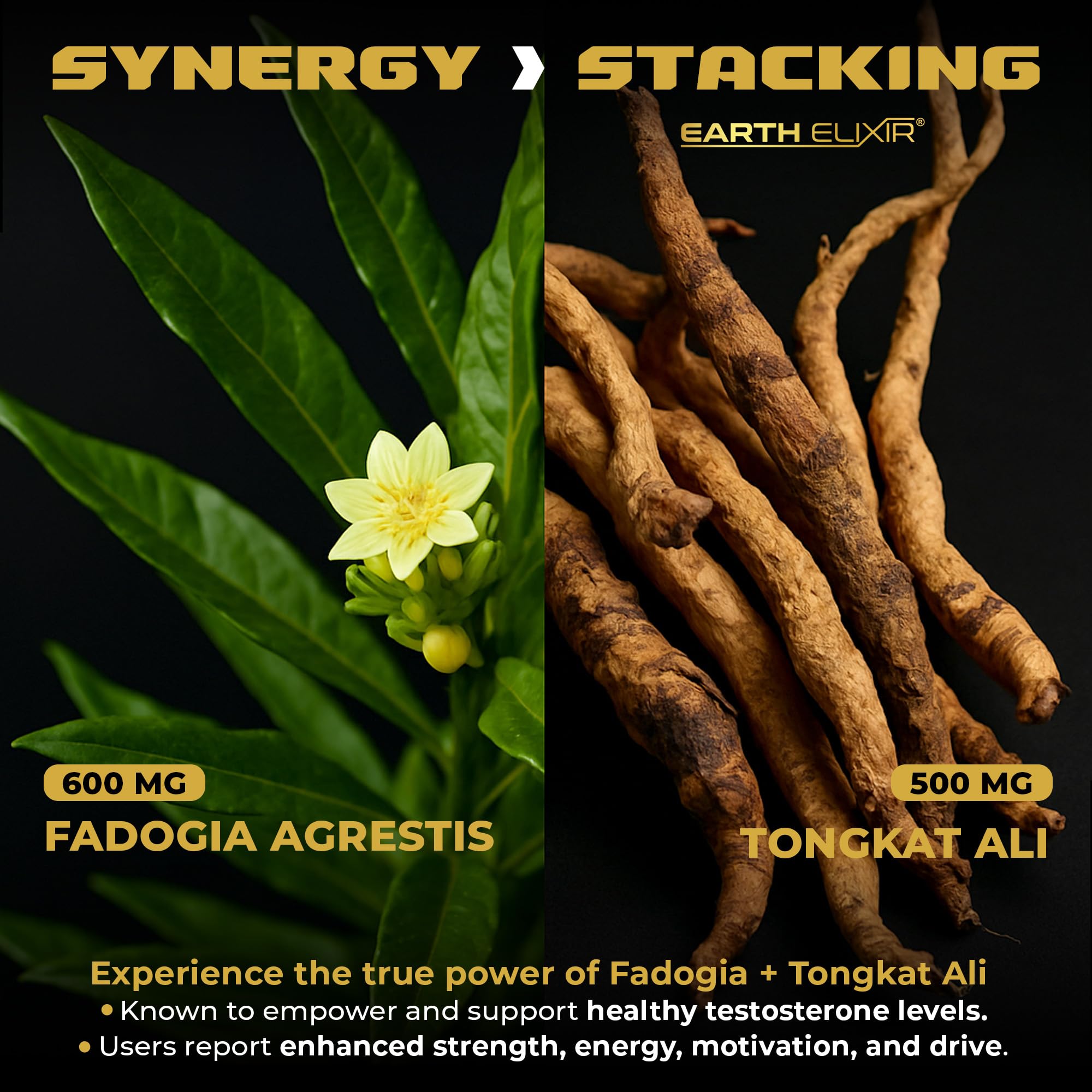 Earth Elixir Fadogia Agrestis y Tongkat Ali cápsulas para entrenamiento diario
