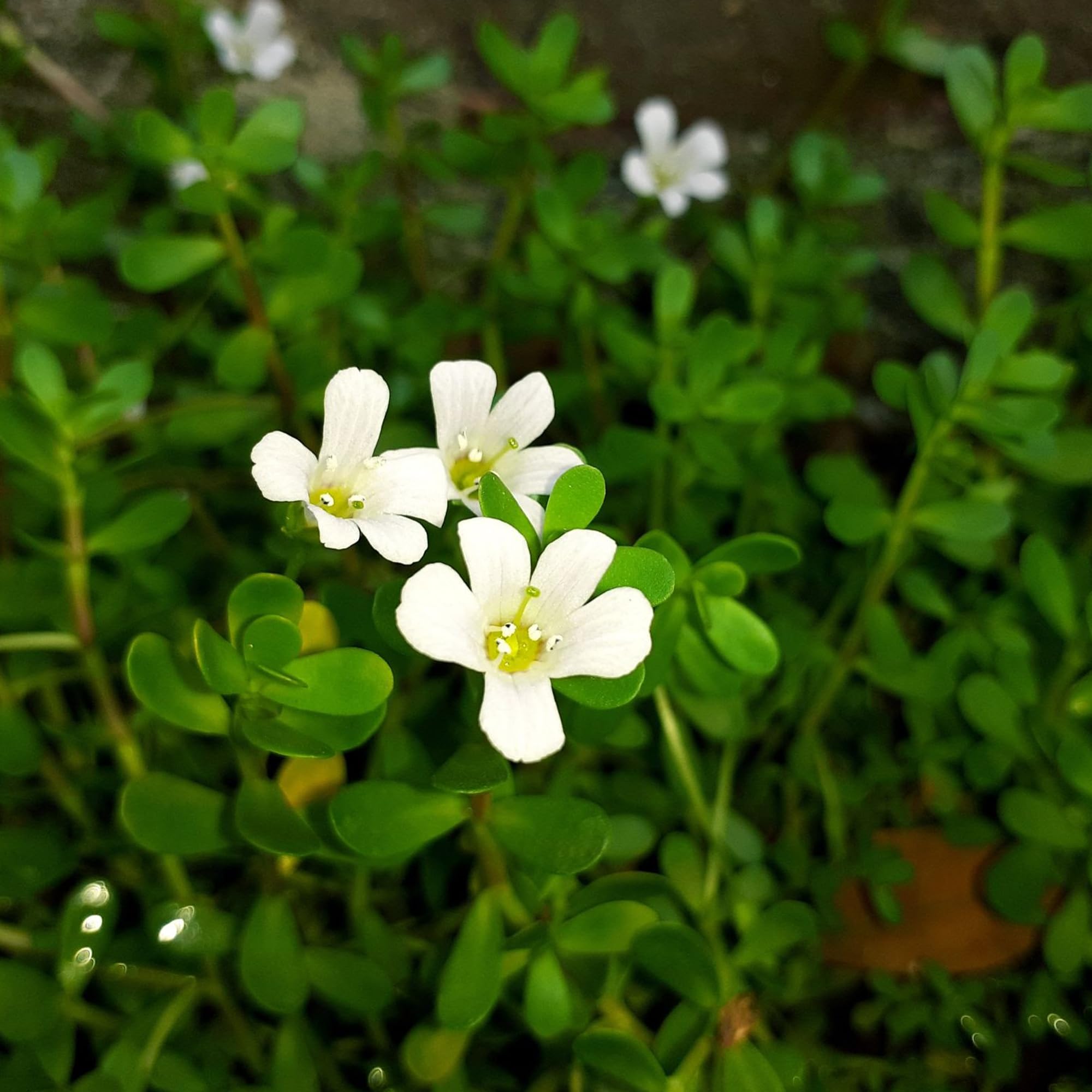 Earthborn Elements Bacopa Monnieri: frasco compacto para transporte y almacenamiento