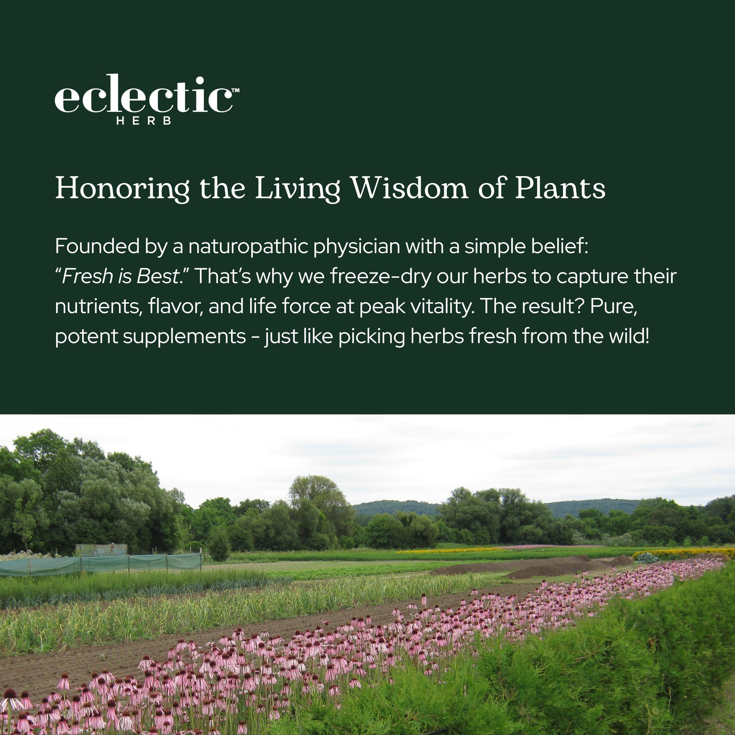 Eclectic Institute estilo de vida saludable con arándano europeo