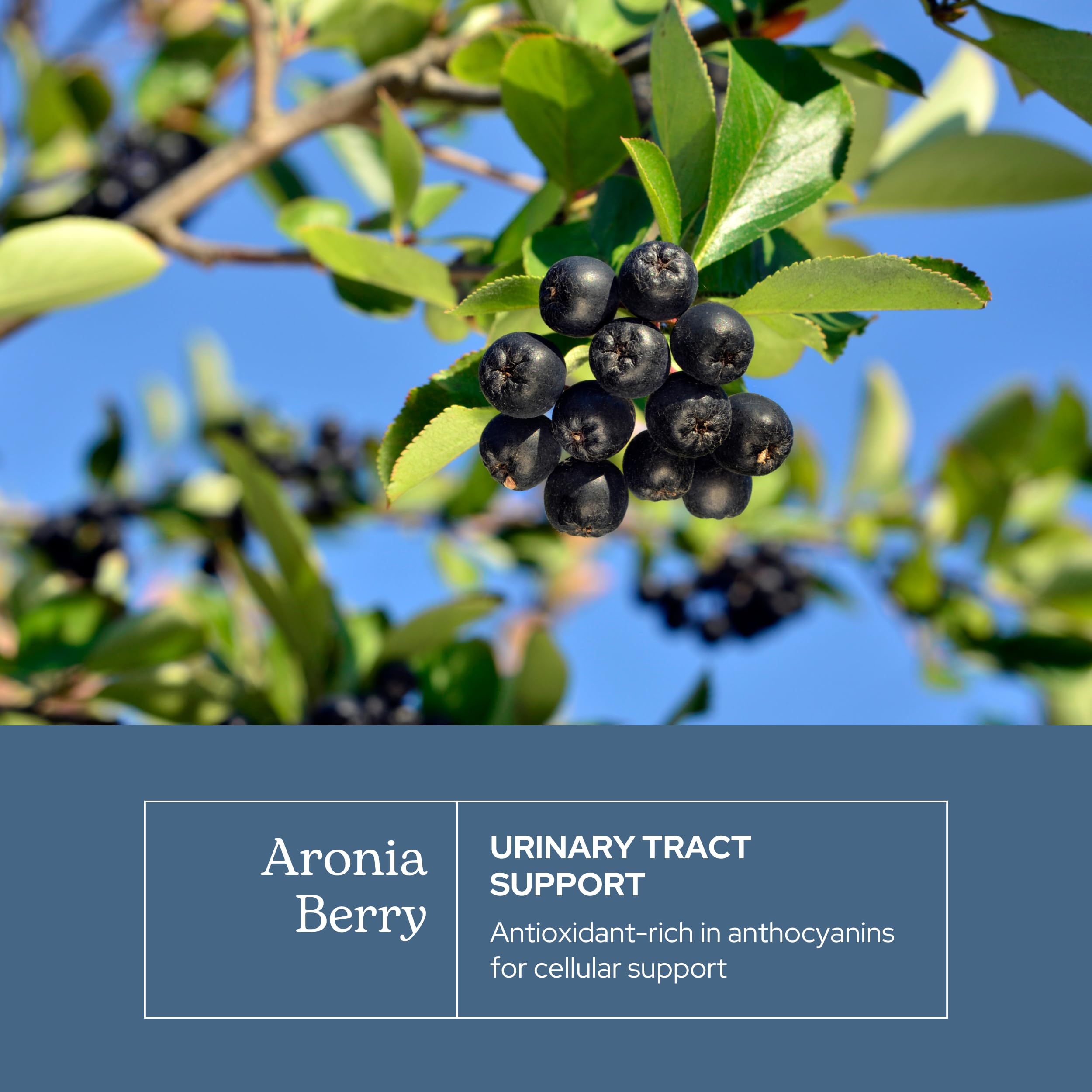 Etiqueta ECLECTIC INSTITUTE de aronia, información clara para uso diario