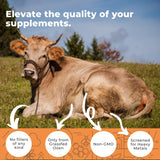 Etiqueta frontal de Eleva Nutrition ox bile, ingredientes clave.