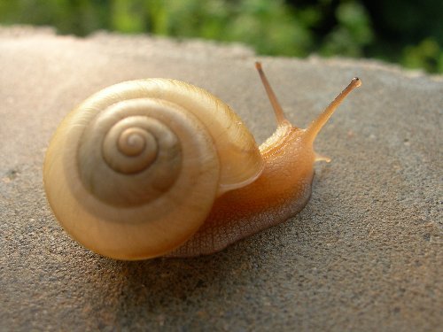 Elicina Plus crema de caracol, textura suave sin colorantes para uso diario.