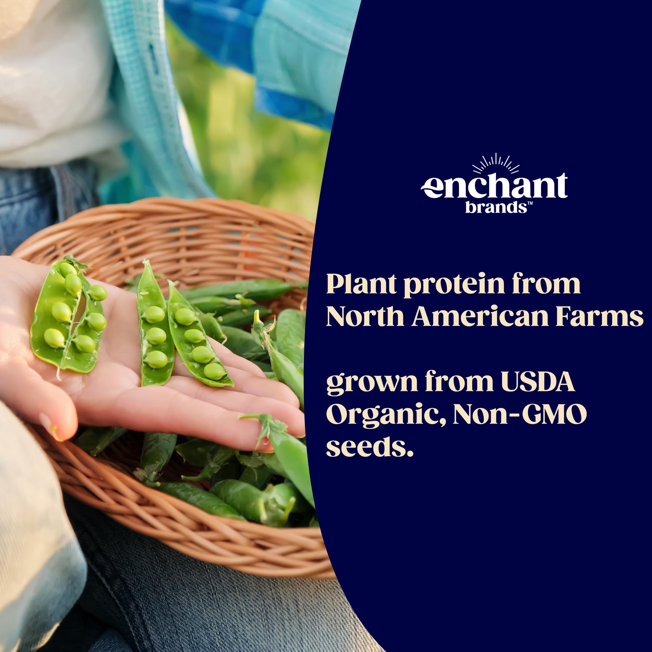 Enchant Proteína Orgánica: proteína de guisante de origen vegetal, sin lácteos.