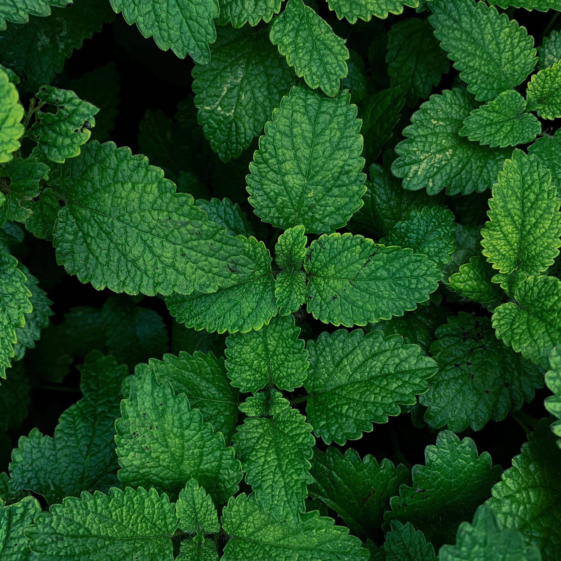 Essences Bulgaria Menta Arvensis difusor para relajación diaria.
