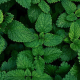 Essences Bulgaria Menta Arvensis difusor para relajación diaria.