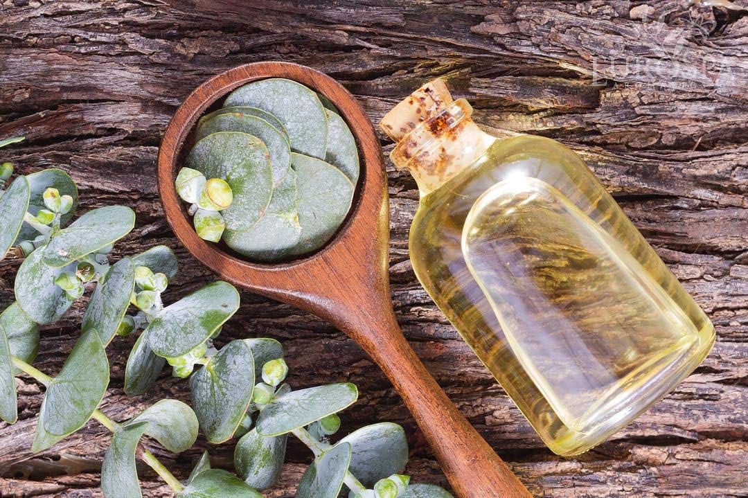 Difusor de ducha EuroSpa Aromatics para difundir aroma de eucalipto