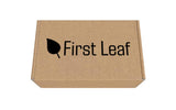 First Leaf G Zero en polvo, paquetes para mezclar fácilmente, sabor glaciar