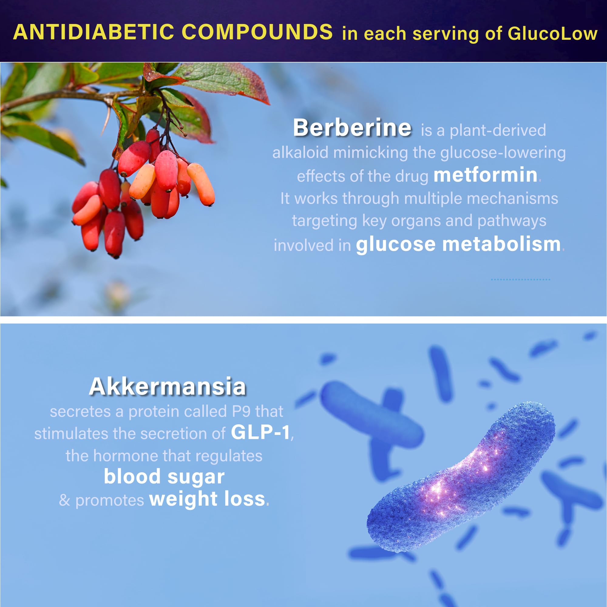 Folona cápsulas de dihidroberberina para metabolismo saludable